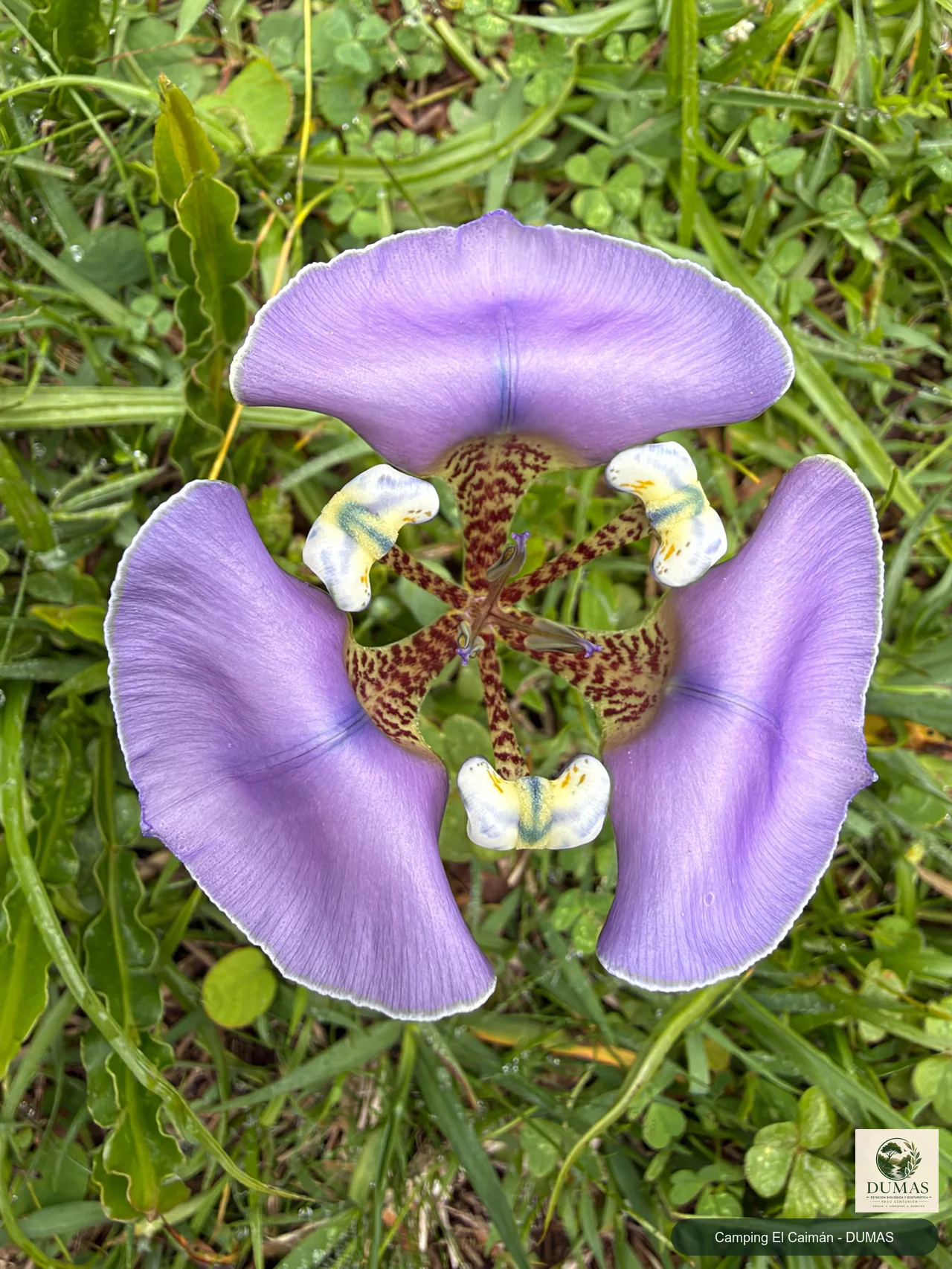 Registro fotográfico de Cypella unguiculata