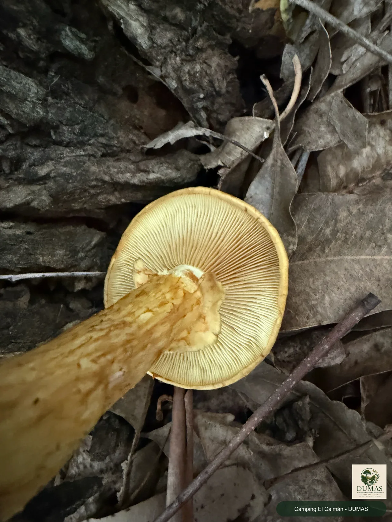Registro fotográfico de Gymnopilus