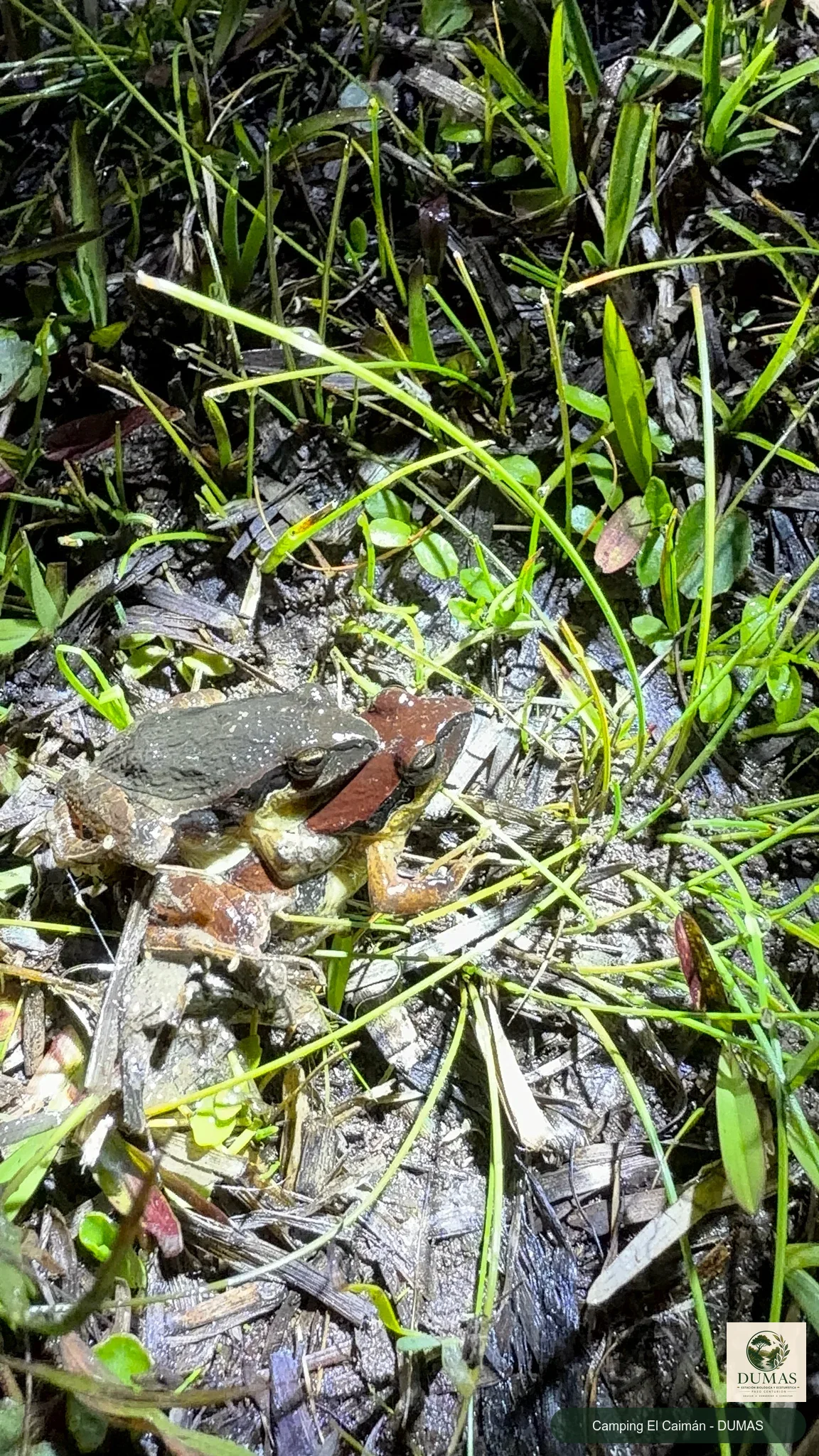 Registro fotográfico de Physalaemus gracilis
