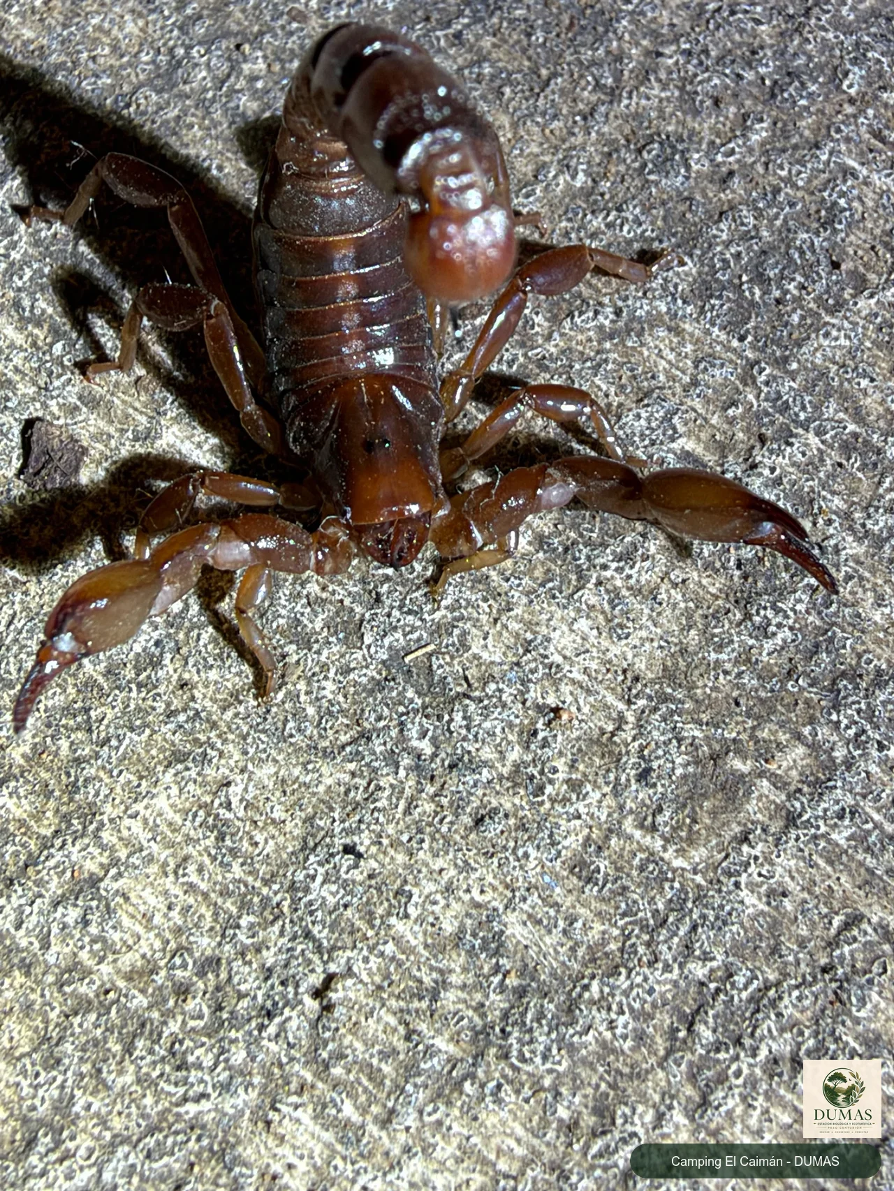 Registro fotográfico de Bothriurus bonariensis