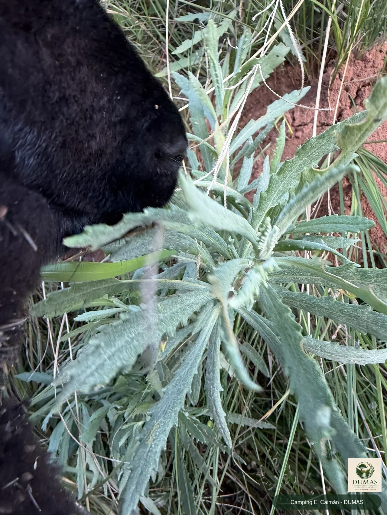 Registro fotográfico de Senecio heterotrichius