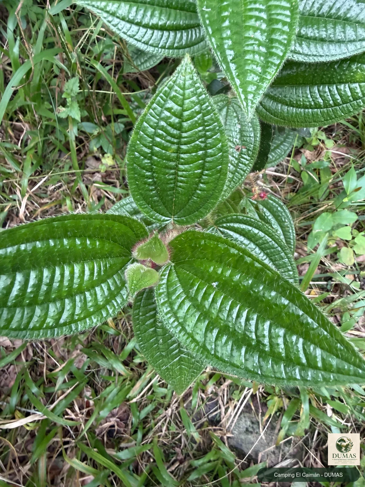 Registro fotográfico de Miconia australis