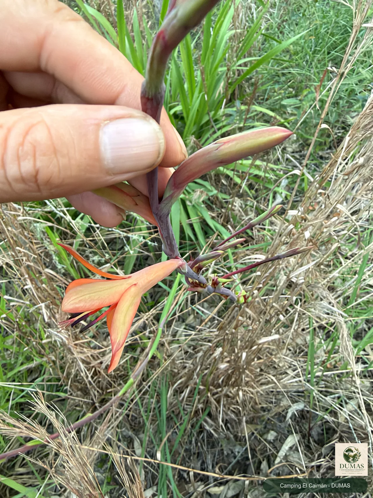 Registro fotográfico de Watsonia meriana