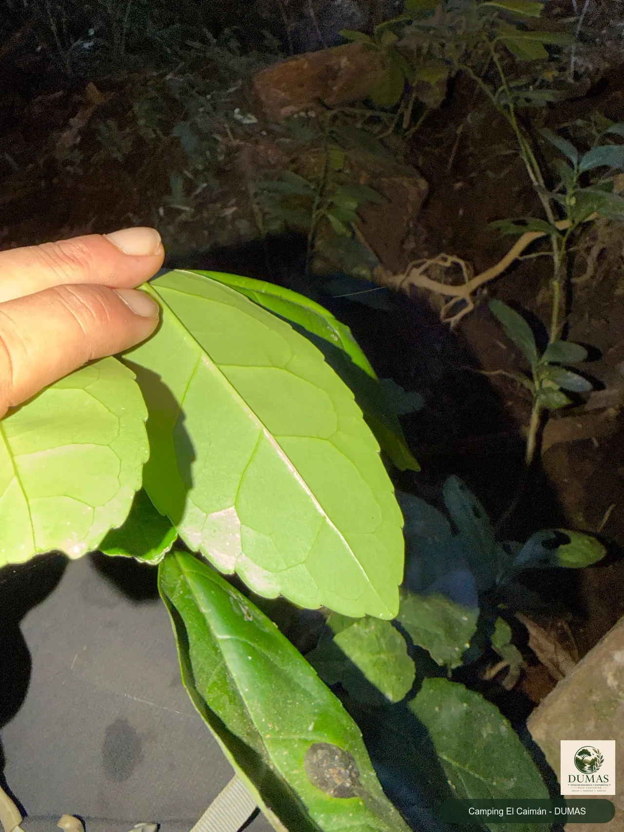 Registro fotográfico de Yerba mate