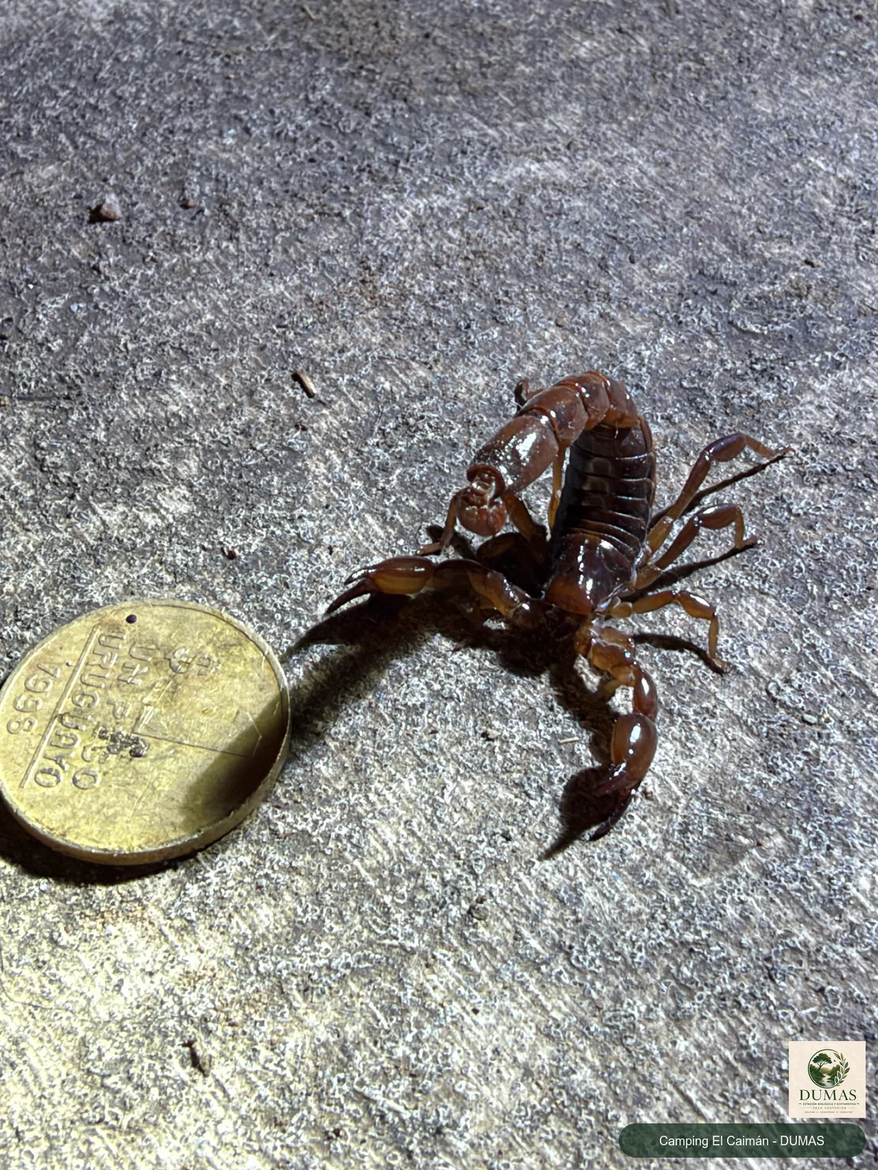 Registro fotográfico de Bothriurus bonariensis