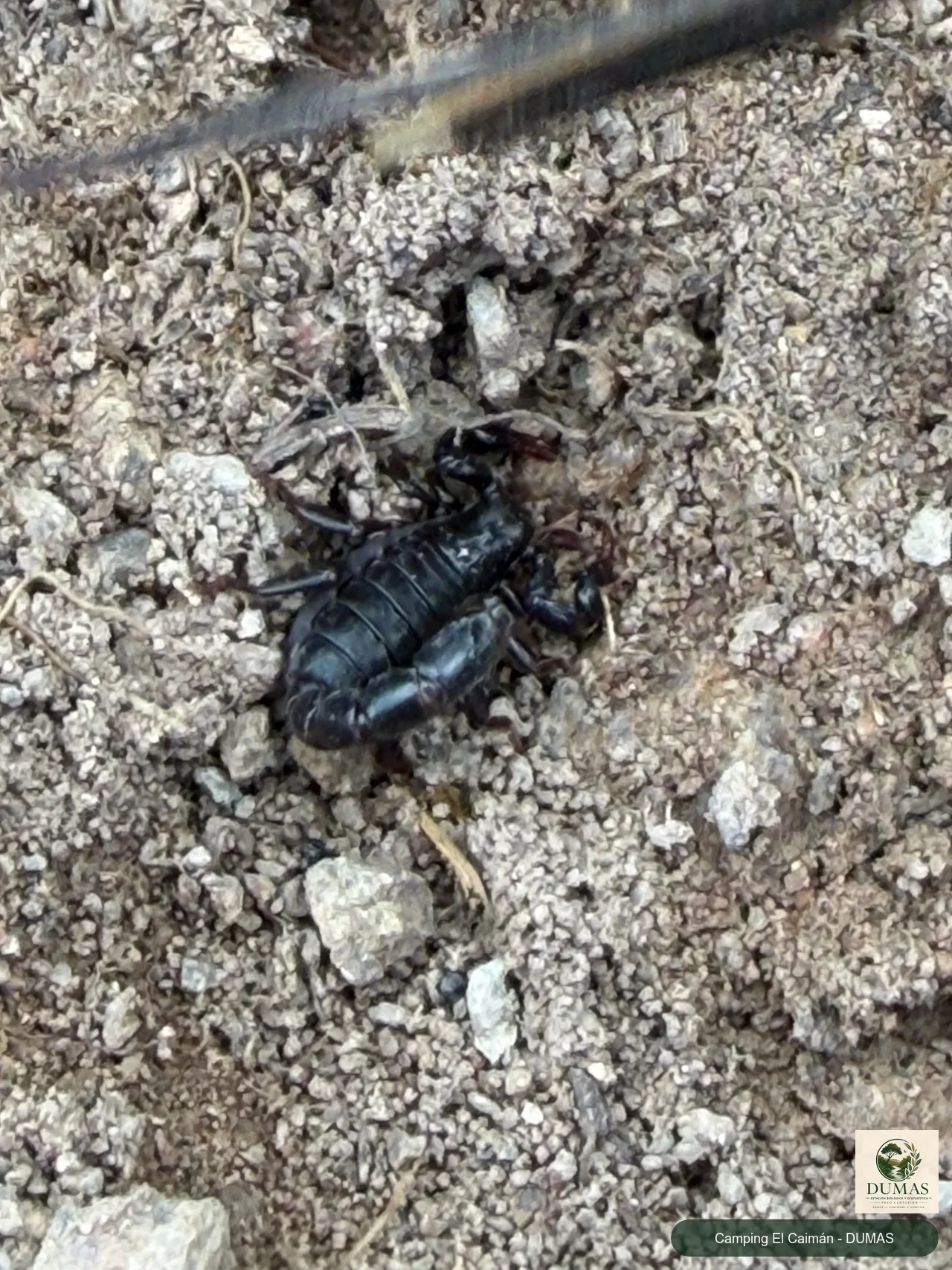 Registro fotográfico de Bothriurus bonariensis