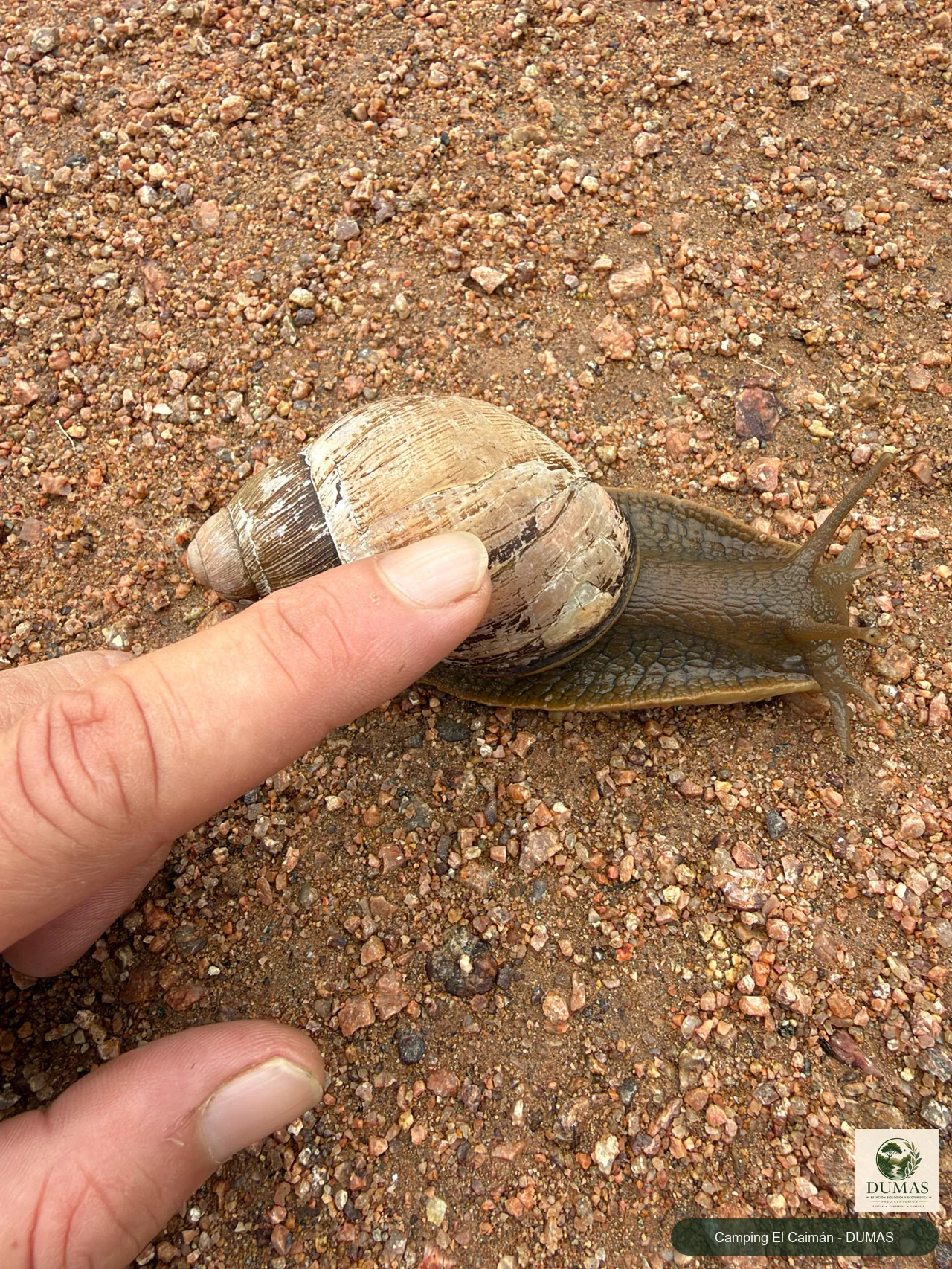 Registro fotográfico de Caracol de Boca Rosada