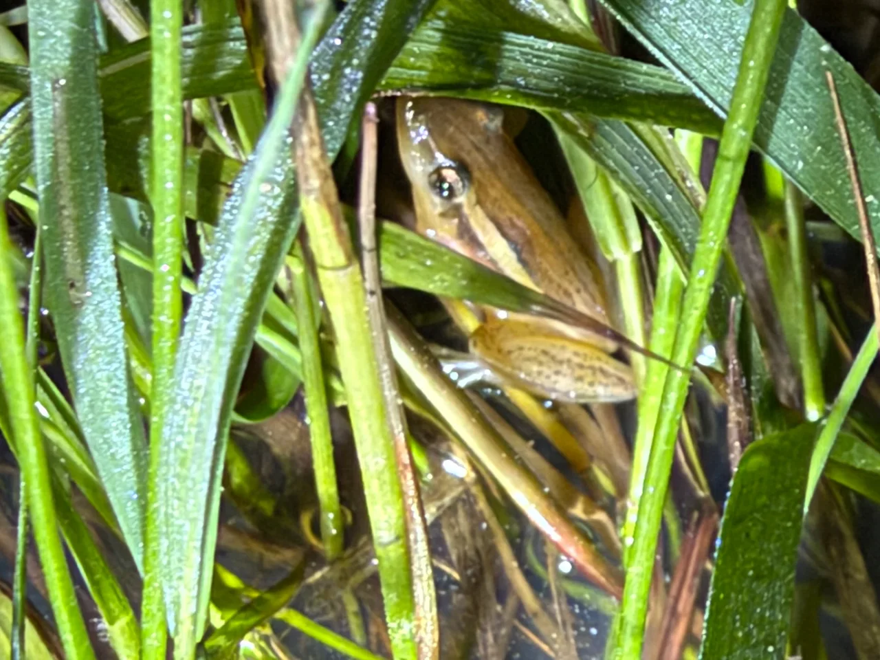 Foto del paseo Observación nocturna de anfibios y fauna asociada
