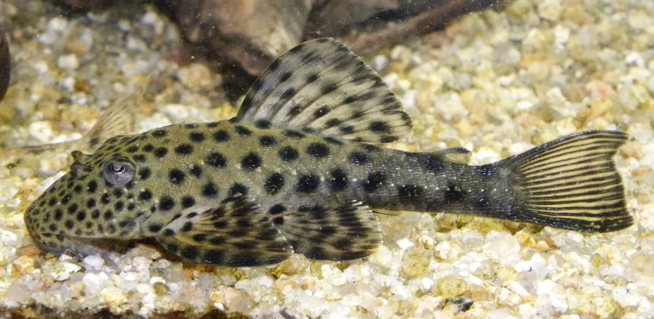 Ejemplar vivo de Hemiancistrus punctulatus con su característico patrón de puntos oscuros.