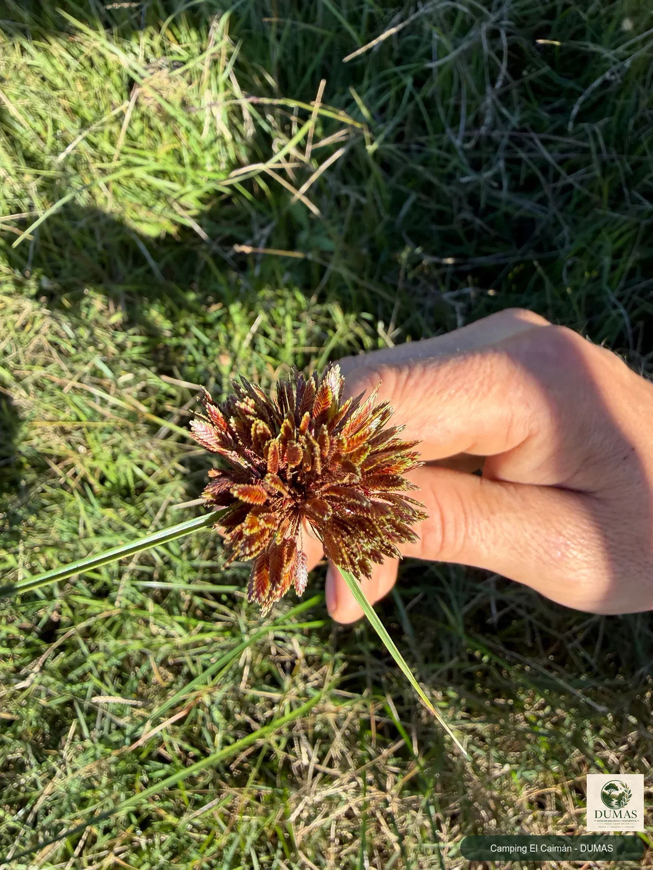 Registro fotográfico de Cyperus reflexus