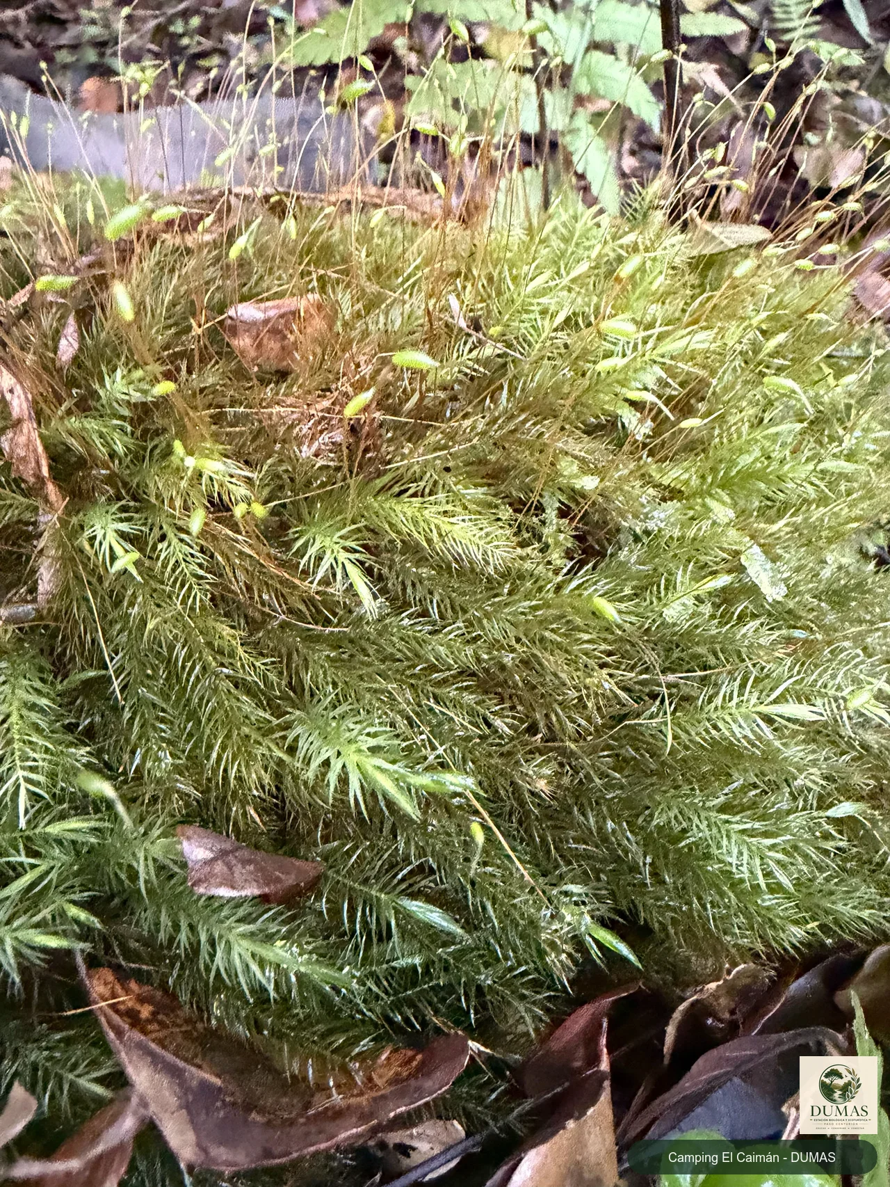 Registro fotográfico de Pyrrhobryum spiniforme