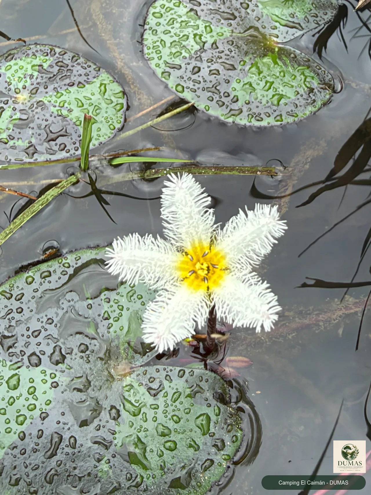 Registro fotográfico de Estrella de agua