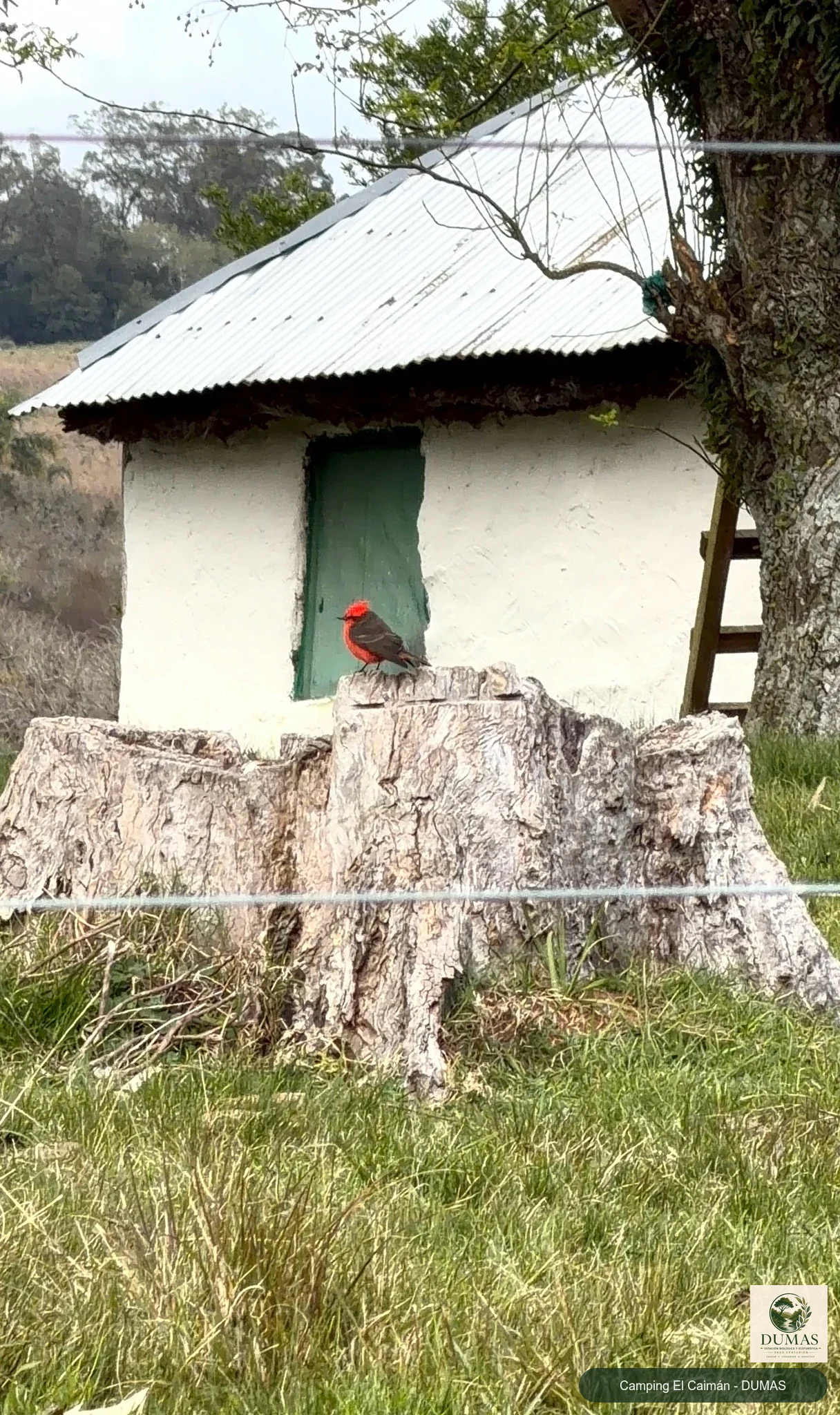 Registro fotográfico de Churrinche