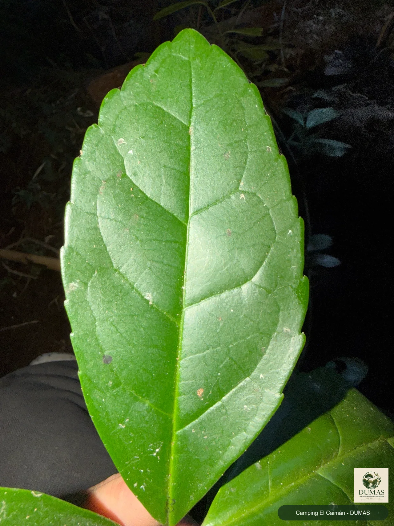 Registro fotográfico de Yerba mate