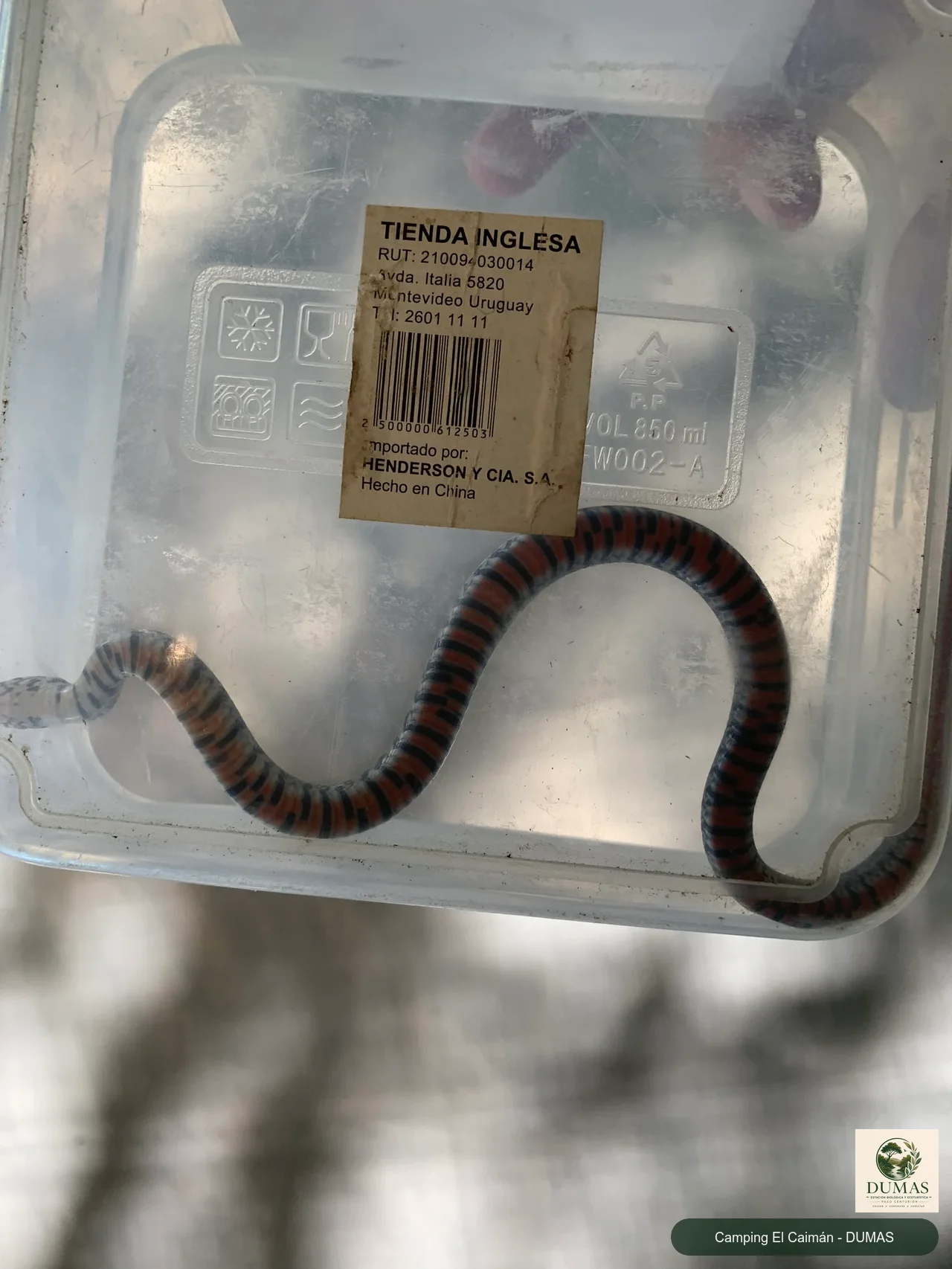 Registro fotográfico de Lygophis flavifrenatus